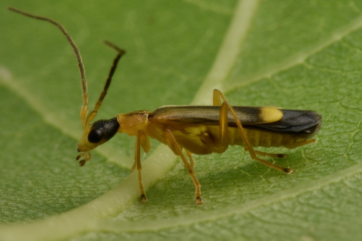 Cantharidae: Malthinus sp.?  S, Malthinus deceptor